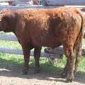 505 Two Year Old Bull for Sale 2017