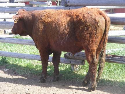 505 Two Year Old Bull for Sale 2017