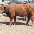 505 Two Year Old Bull for Sale 2017