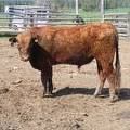 SOLD 2017 Two year old bull 509 