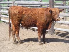 SOLD 2017 Two year old bull 509 