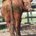 SOLD 2017 Two year old bull 509