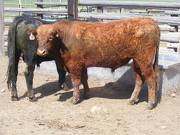 SOLD 2017 Two year old bull 509