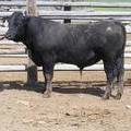 SOLD 514 Two Year Old Bull 2016