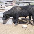 SOLD 2017 Two Year Old Bull 522 