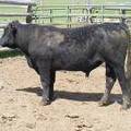 SOLD 2017 Two Year Old Bull522 