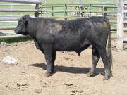 SOLD 2017 Two Year Old Bull522 