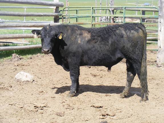 SOLD 2017 Two Year Old Bull522