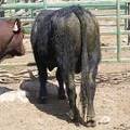 SOLD 2017 Two Year Old Bull522