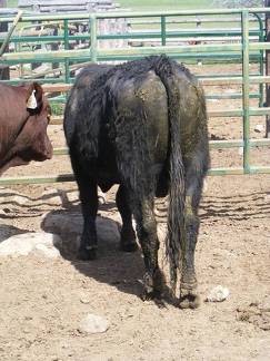 SOLD 2017 Two Year Old Bull522