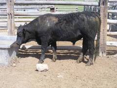 SOLD 2017 Two Year Old Bull522 