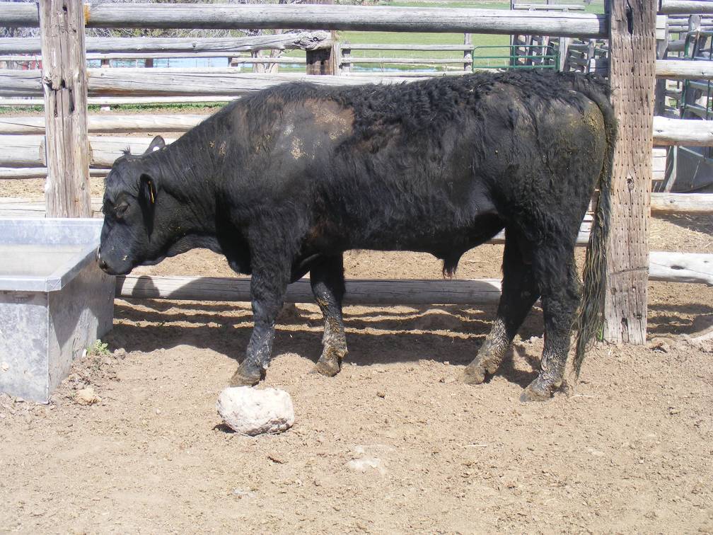 SOLD 2017 Two Year Old Bull522 