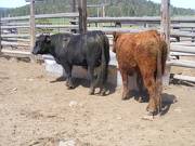 SOLD 2017 Two year old bulls 522 left 509 right
