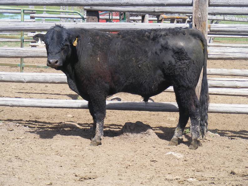 SOLD 2017 Two Year Old Bull 528