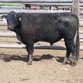 SOLD 2017 Two Year Old Bull 528