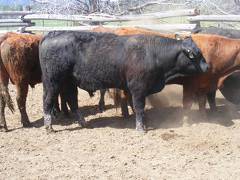 SOLD 2017 Two Year Old Bull 528