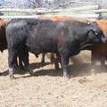 SOLD 2017 Two Year Old Bull 528