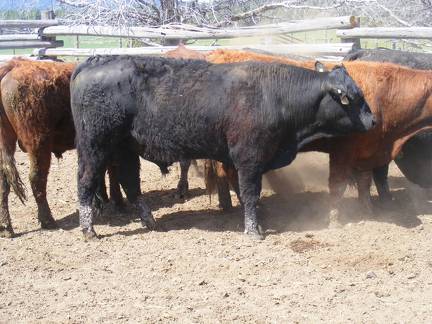 SOLD 2017 Two Year Old Bull 528