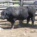 2017 Six Year Old Herdsire 120