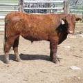 505 Two Year Old Bull for Sale 2017