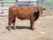 505 Two Year Old Bull for Sale 2017