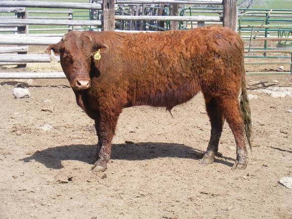 505 Two Year Old Bull for Sale 2017