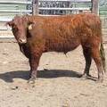 505 Two Year Old Bull for Sale 2017