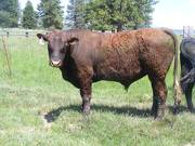 507 Two Year Old bull for sale 2017