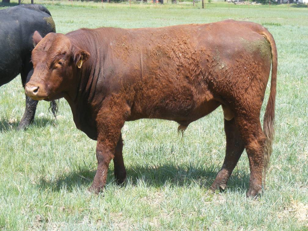 SOLD 512 Two Year Old bull 2017