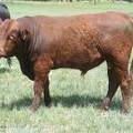 SOLD 512 Two Year Old bull 2017