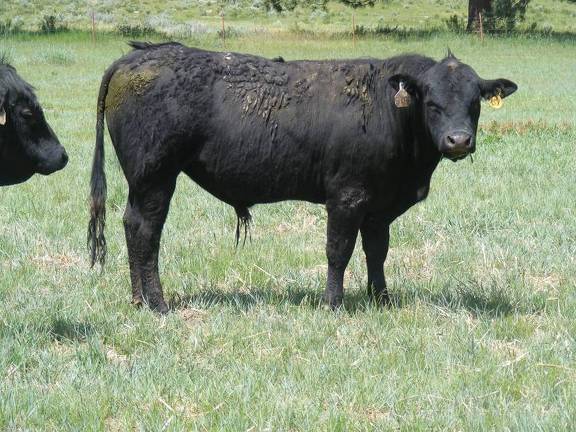 518 Two Year Old bull for sale 2017