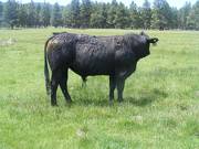 518  Two Year Old bull for sale 2017