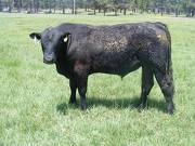 532 Two Year Old bull for sale 2017