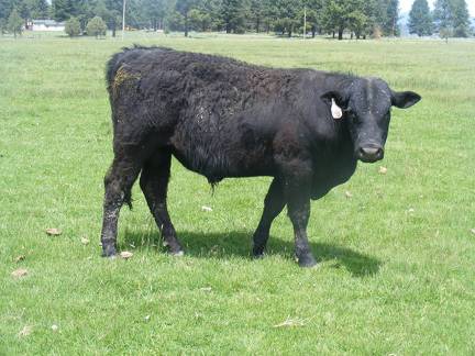 546 Two Year Old bull for sale 2017