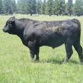 537  Two Year Old bull for sale 2017