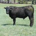 543 Two Year Old bull for sale 2017