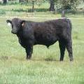 SOLD 609 Yearling Bull June 2017