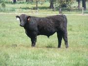 SOLD 609 Yearling Bull June 2017