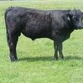 SOLD 610 Yearling Bull June 2017