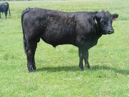 SOLD 610 Yearling Bull June 2017