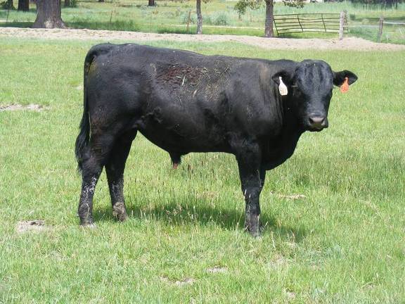 Herdsire 611 Yearling Bull June 2017