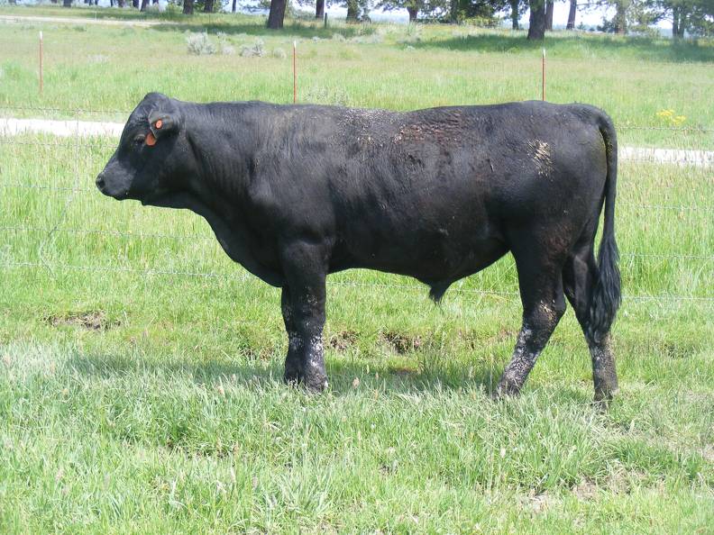 Herdsire 611 Yearling Bull June 2017