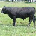 Herdsire 611 Yearling Bull June 2017