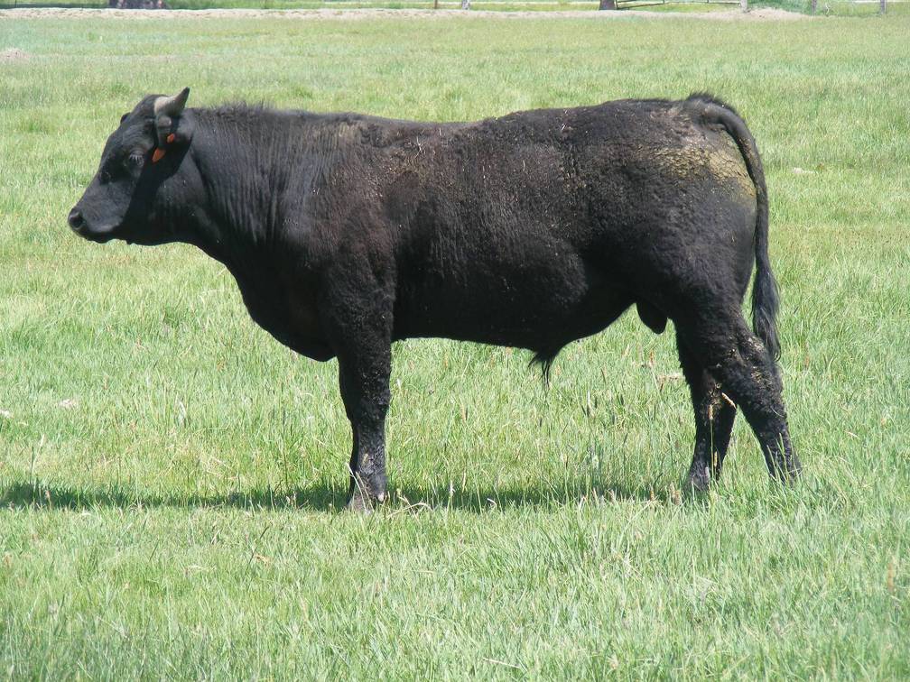 612 Yearling Bull for sale June 2017