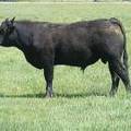 612 Yearling Bull for sale June 2017