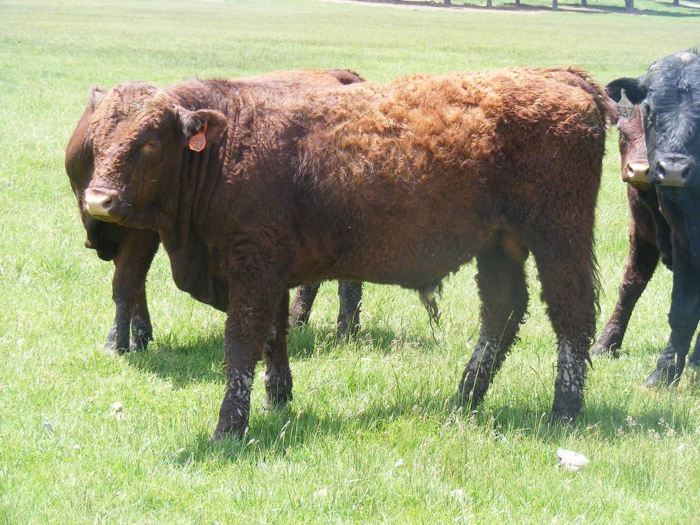 613 Yearling Bull for sale June 2017