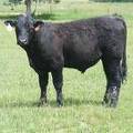 614 Yearling Bull for sale June 2017