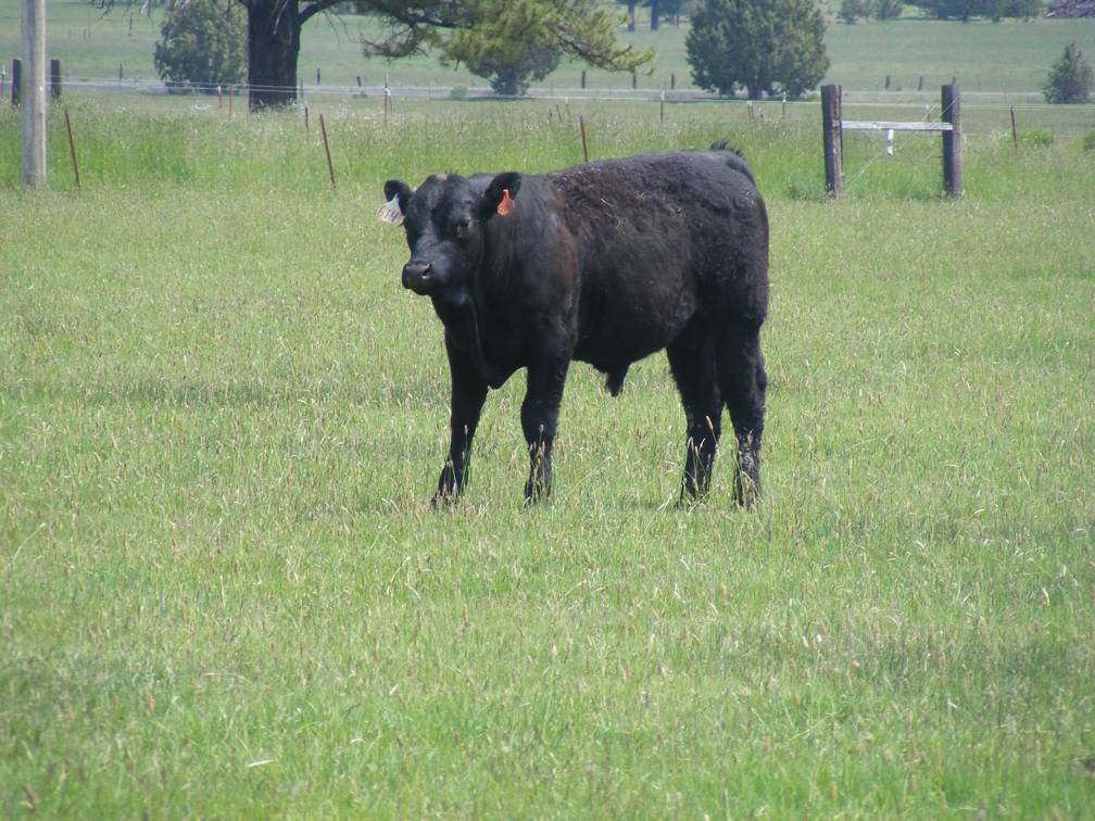 614 Yearling Bull for sale June 2017