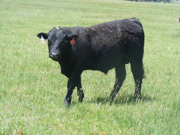 614 Yearling Bull for sale June 2017