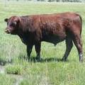 SOLD 615 Yearling Bull June 2017